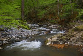 Phoca Thumb M Fruehling An Der Wilden Gutach 2604 2018